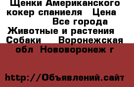 Щенки Американского кокер спаниеля › Цена ­ 15 000 - Все города Животные и растения » Собаки   . Воронежская обл.,Нововоронеж г.